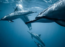 德媒：特尔施特根因伤退出巴萨沙特训练营|巴塞罗那|德国|半决赛|西班牙超级杯|毕尔巴鄂竞技_新浪体育_新浪新闻